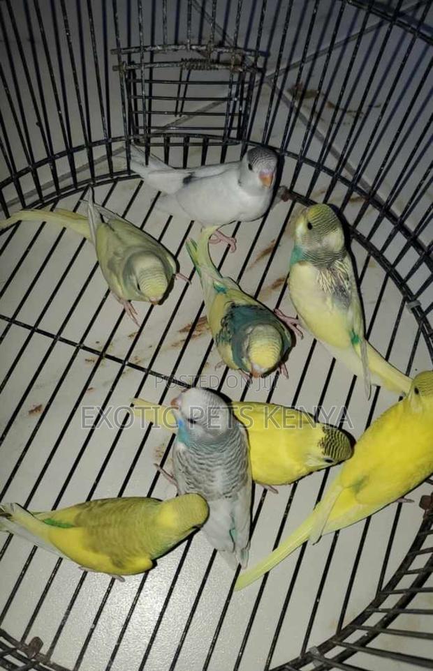 Semi-Mature Budgies - main view