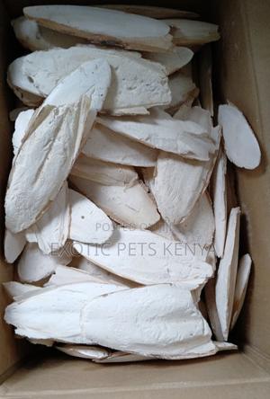 Calcium Blocks/Bones for Birds - thumbnail 2