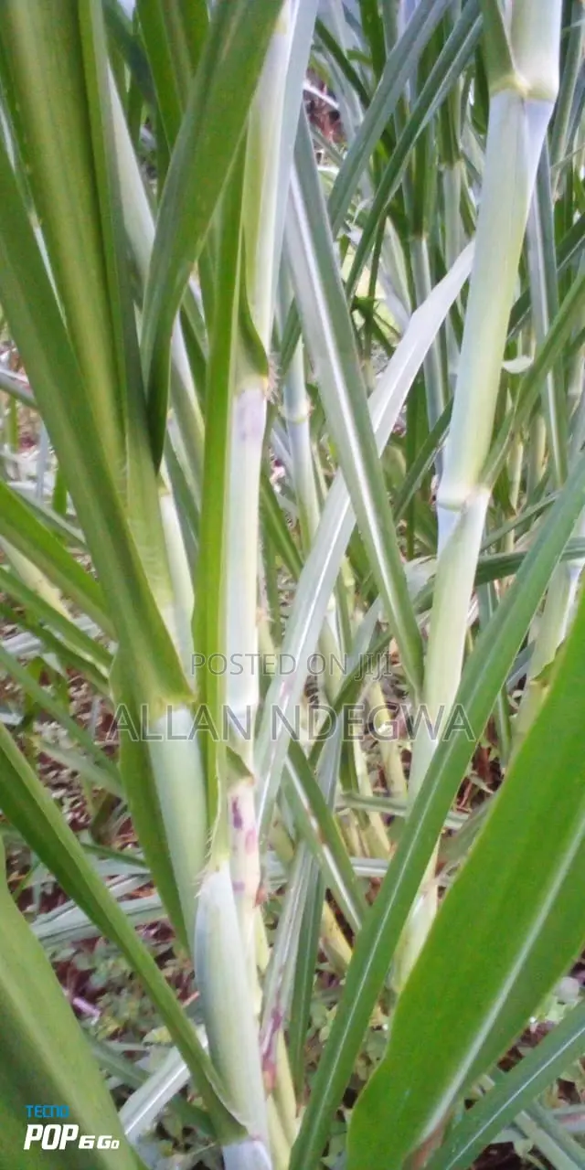 Super Nappier Grass,Hybrid