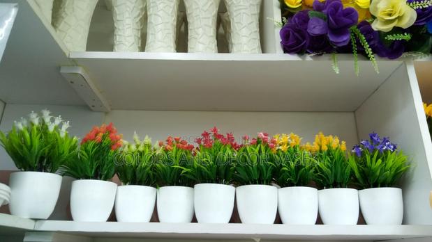 Potted Flowers Available in Variety of Colours