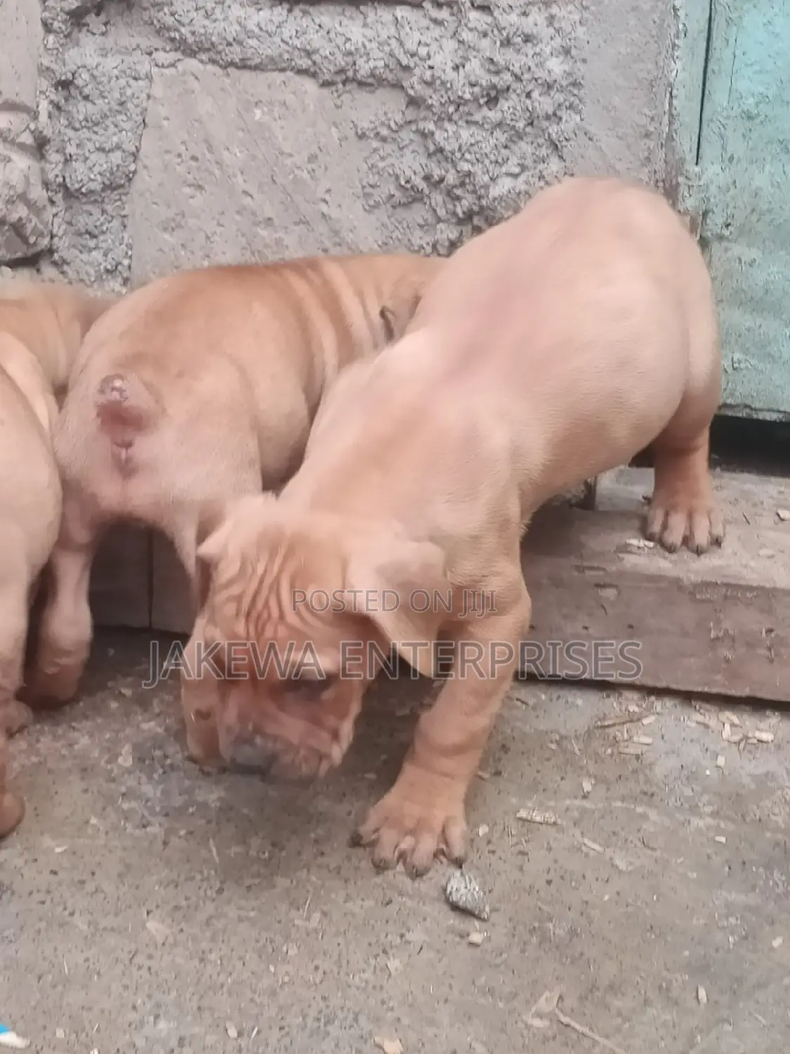 1-3 months Female Purebred Boerboel