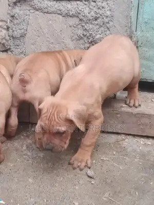 1-3 months Female Purebred Boerboel