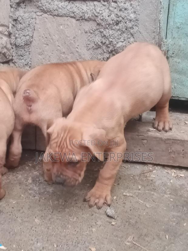 1-3 months Female Purebred Boerboel