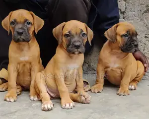 1-3 months Male Purebred Boerboel
