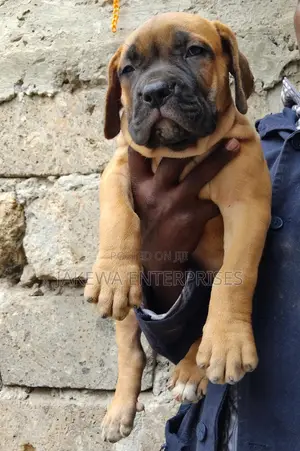1-3 months Female Purebred Boerboel
