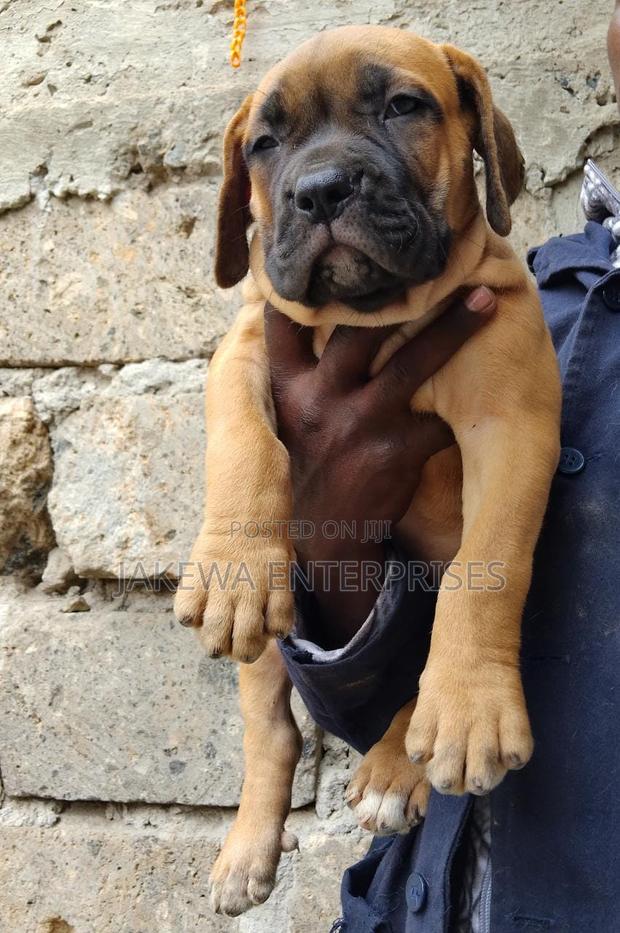 1-3 months Female Purebred Boerboel