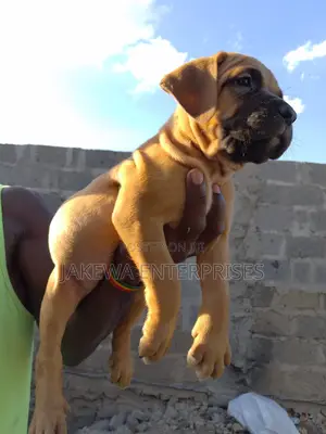 1-3 months Male Purebred Boerboel