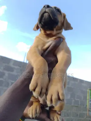 1-3 months Male Purebred Boerboel