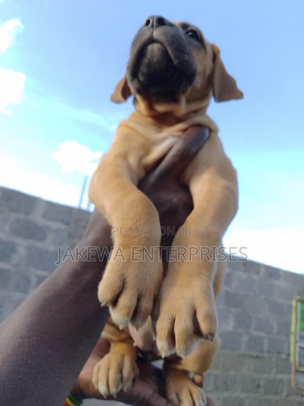 1-3 months Male Purebred Boerboel