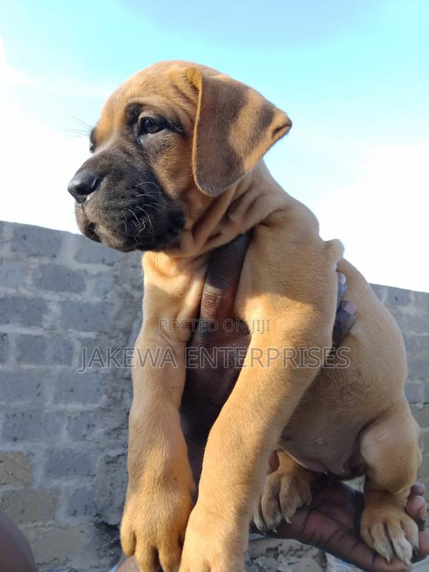 1-3 months Female Purebred Boerboel - main view