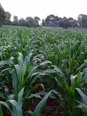 1/4 Plus 1/8 Plot Kiplombe With Title
