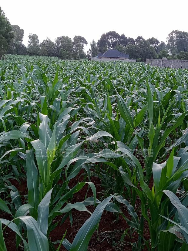 1/4 Plus 1/8 Plot Kiplombe With Title - thumbnail 2