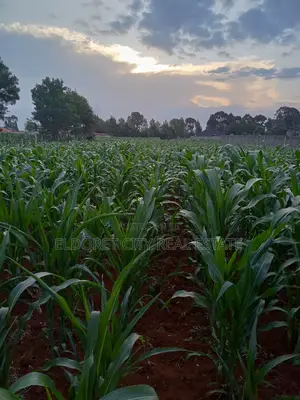 1/4 Plus 1/8 Plot Kiplombe With Title