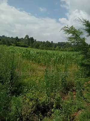 10 Acres Naiberi Touching Permanent Flowing River