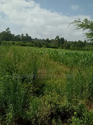 10 Acres Naiberi Touching Permanent Flowing River