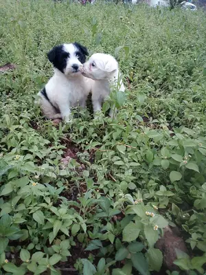 1-3 months Male Purebred Havanese