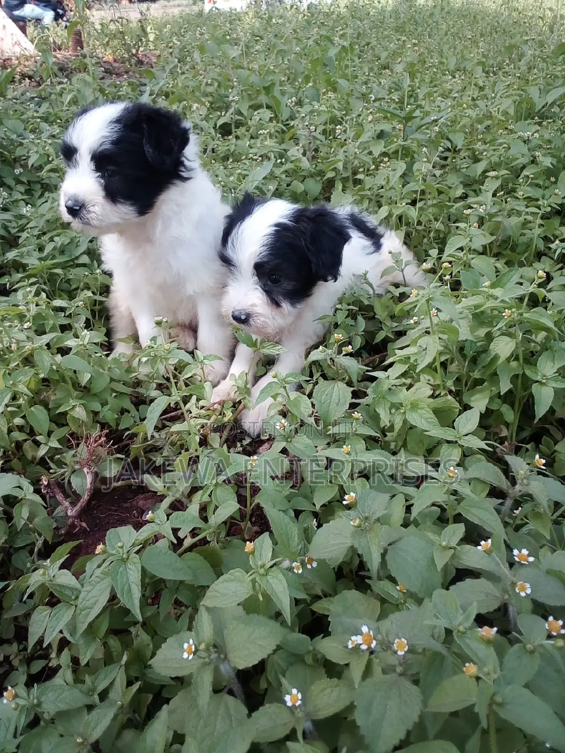 1-3 months Female Purebred Havanese