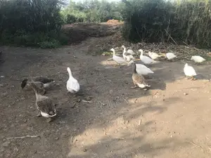 Mature Geese