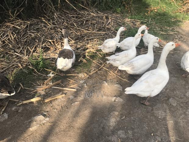 Mature Geese - thumbnail 2