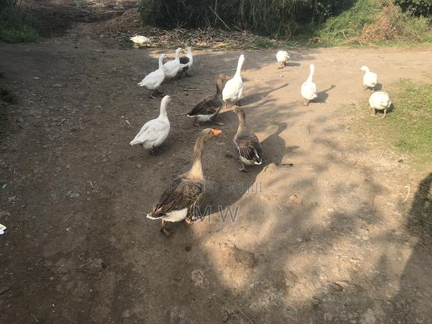 Mature Geese - thumbnail 3