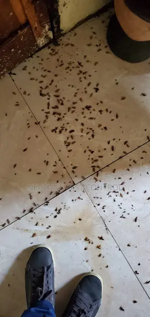 Pest Control Services
