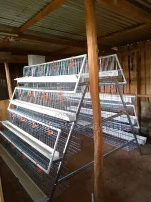 Chicken Cage