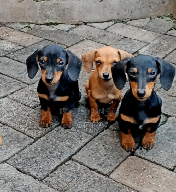 1-3 months Female Purebred Dachshund