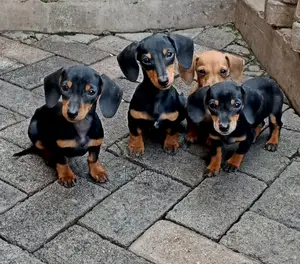 1-3 months Female Purebred Dachshund