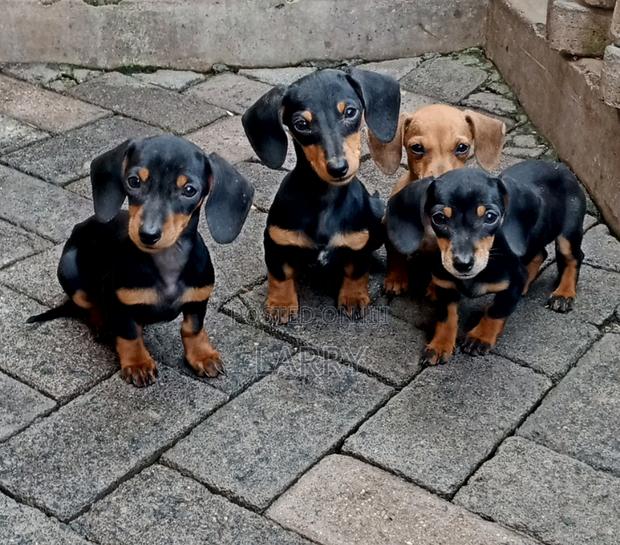 1-3 months Female Purebred Dachshund - thumbnail 3