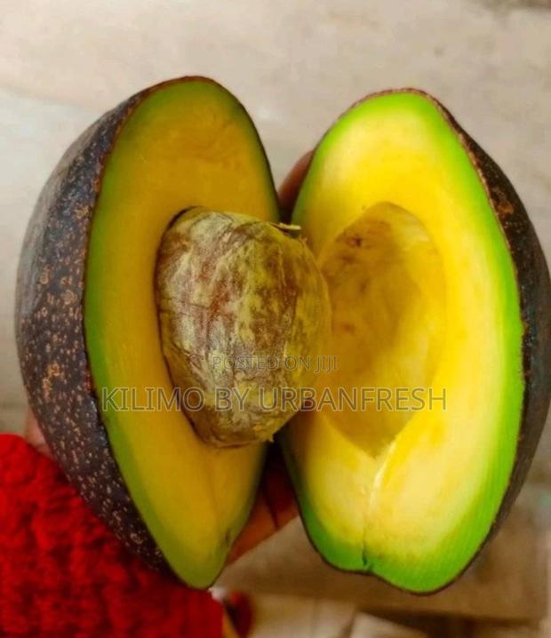Kienyeji Avocado Seedlings Moq 5 - thumbnail 2