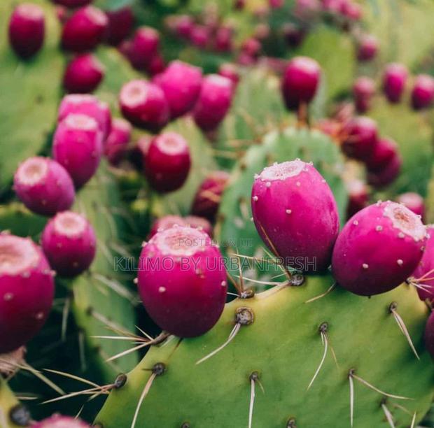 Prickly Pear Seedlings. Moq 5. - main view