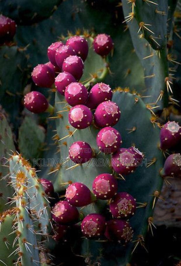 Prickly Pear Seedlings. Moq 5. - thumbnail 3