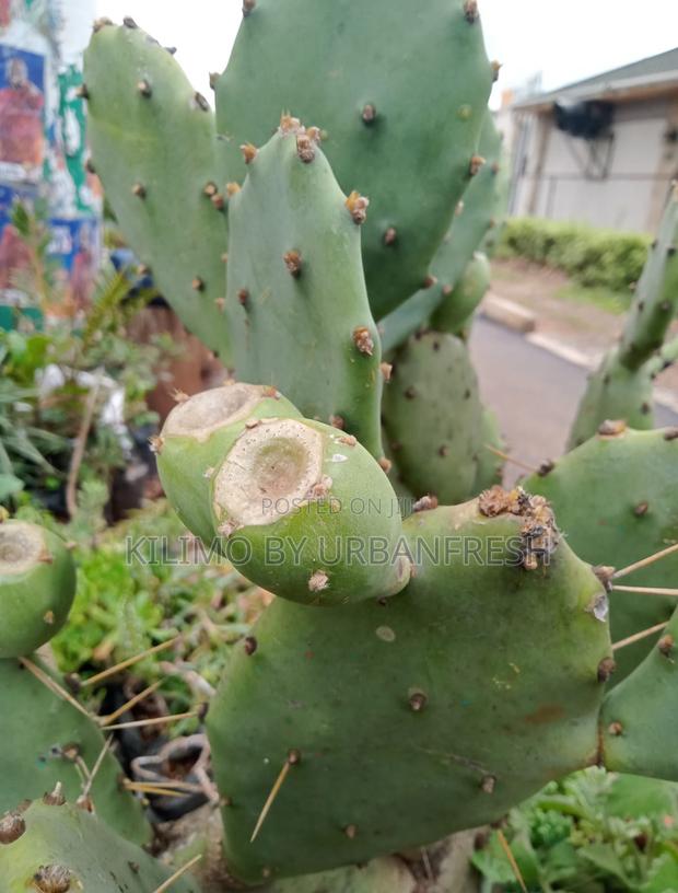 Prickly Pear Seedlings. Moq 5. - thumbnail 4