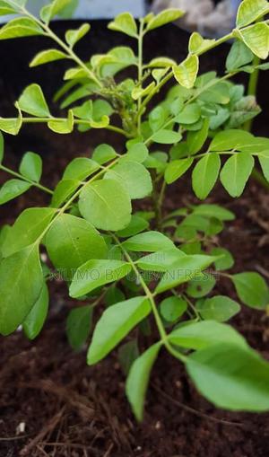 Curry Leaf - thumbnail 2