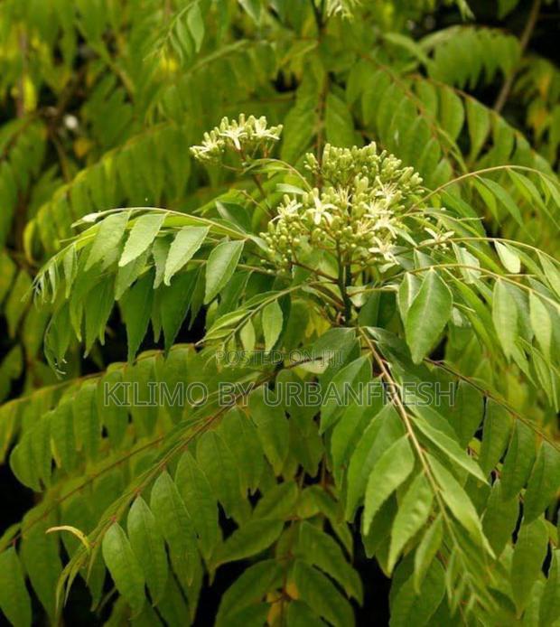 Curry Leaf - thumbnail 3