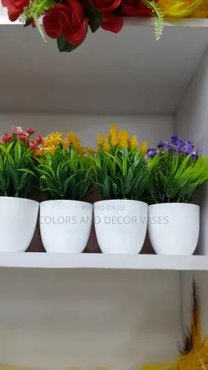 Bonsai Flowers Variety of Colours Available