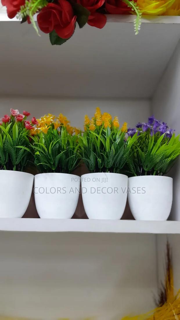Bonsai Flowers Variety of Colours Available