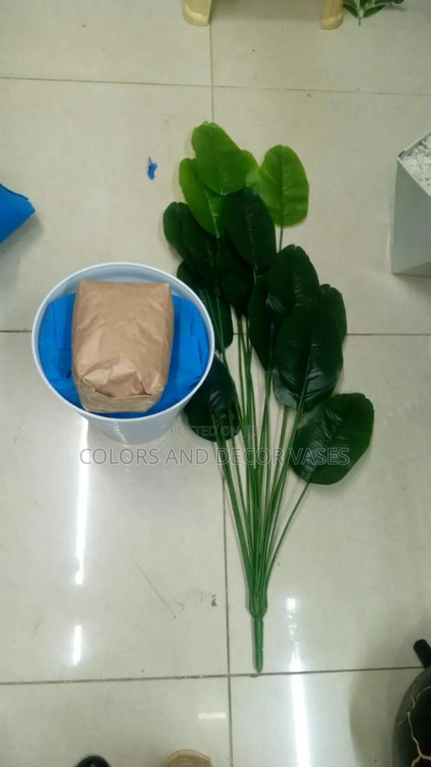 Banana Plant and Vase With Pebble Stones 