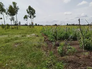 4 Acres of Land in Kiamikuyu, Mwea, Kirinyaga.