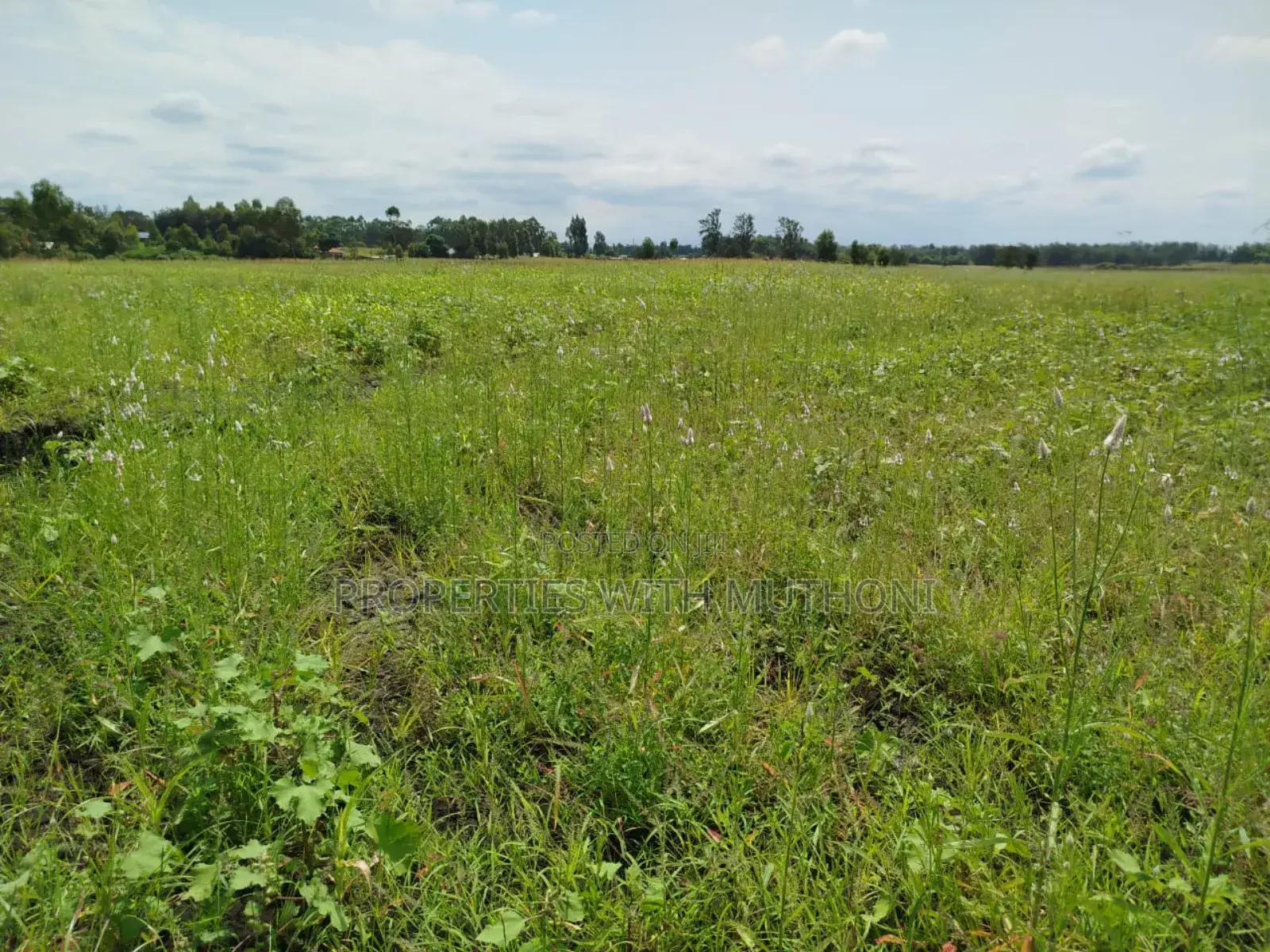 4 Acres of Land in Kiamikuyu, Mwea, Kirinyaga.