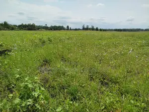 4 Acres of Land in Kiamikuyu, Mwea, Kirinyaga.