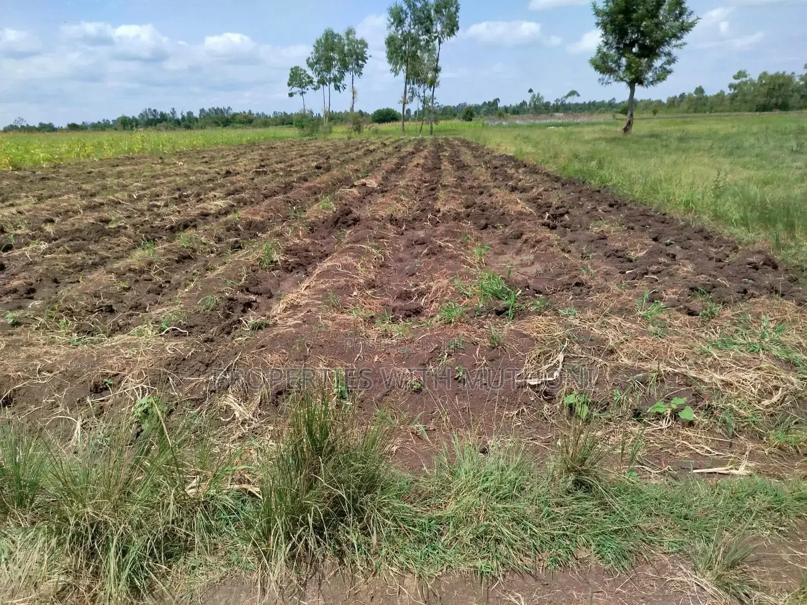 4 Acres of Land in Kiamikuyu, Mwea, Kirinyaga.