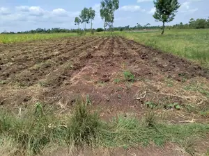 4 Acres of Land in Kiamikuyu, Mwea, Kirinyaga.
