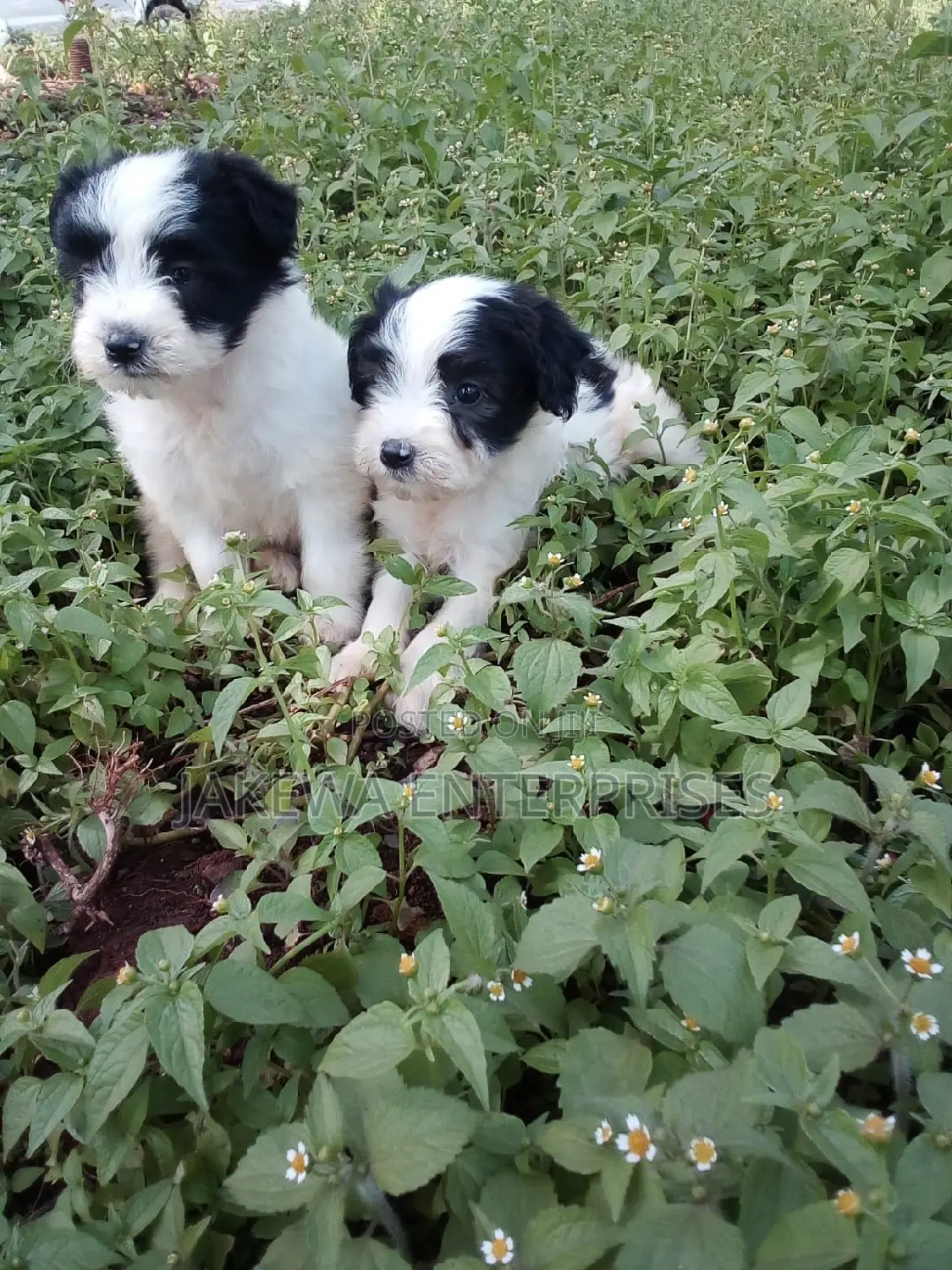 1-3 months Male Purebred Havanese