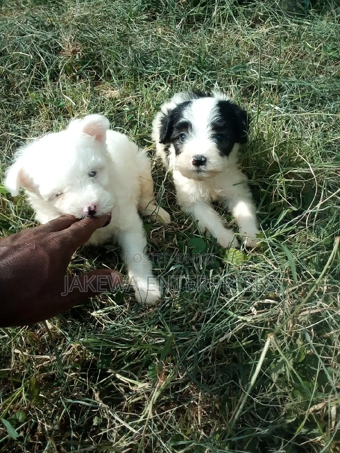 1-3 months Female Purebred Havanese