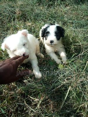 1-3 months Female Purebred Havanese - thumbnail 2