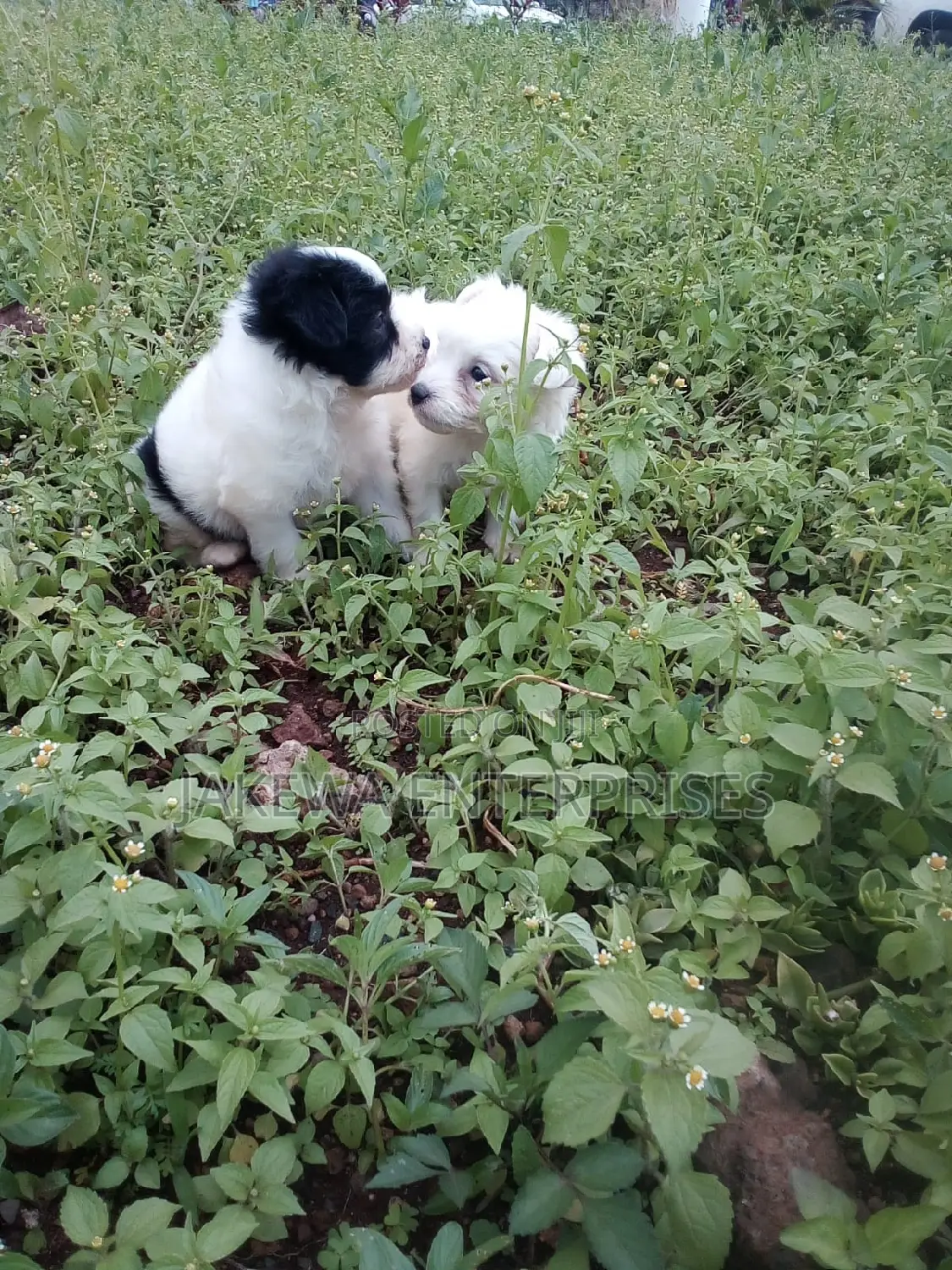 1-3 months Male Purebred Havanese