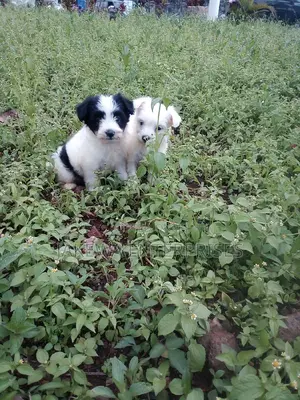 1-3 months Male Purebred Havanese
