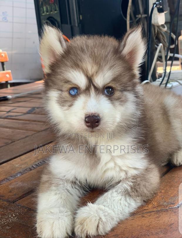 1-3 months Female Purebred Siberian Husky