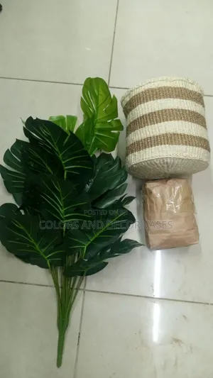 Monstera, Basket With Pebble Stones Available